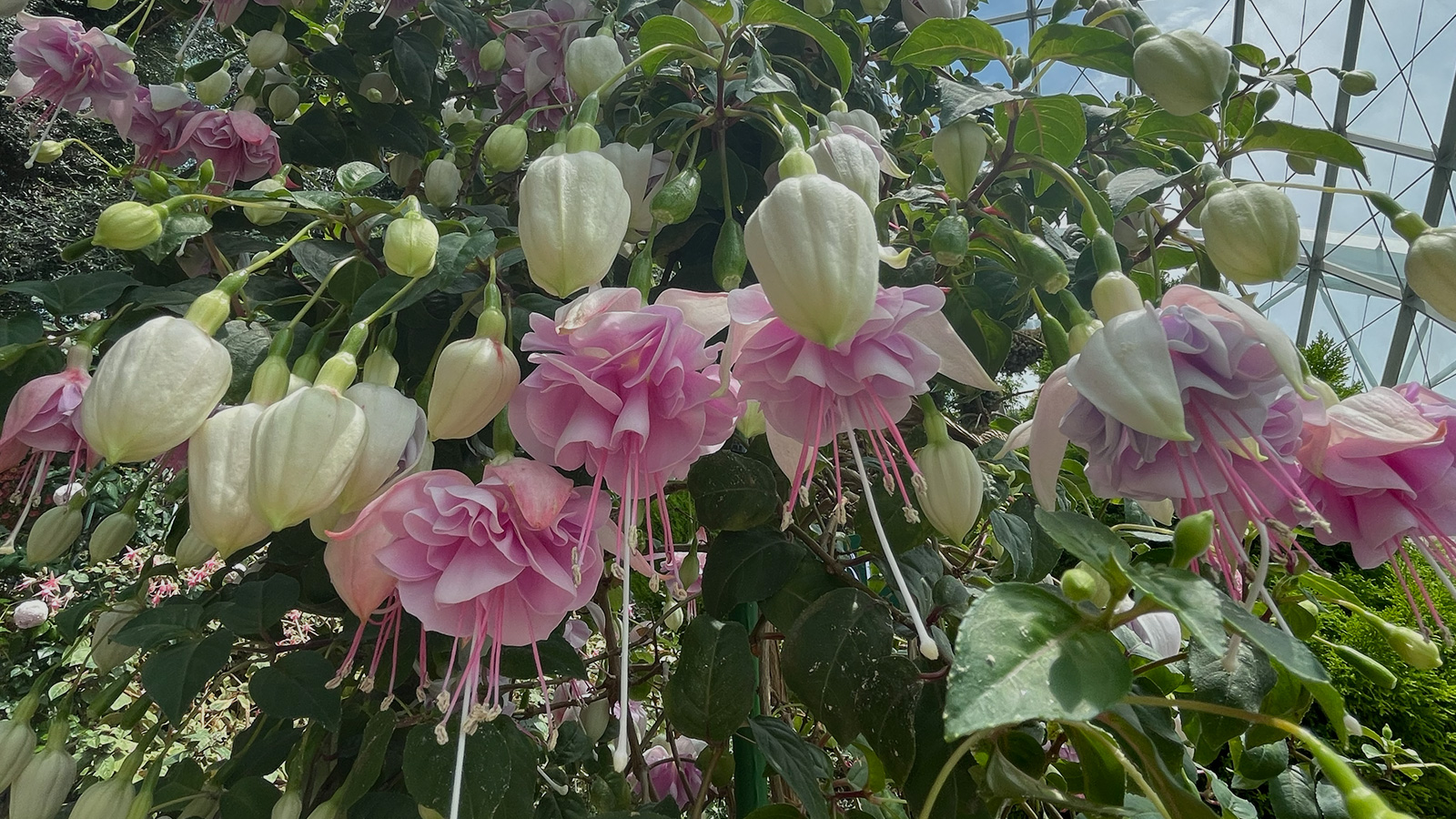 Pink Flowers Bg